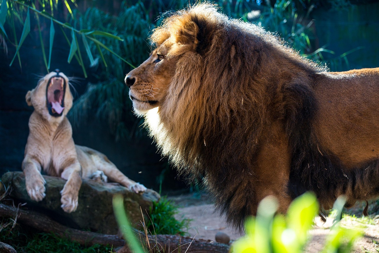 animal, lion, lioness-3332729.jpg