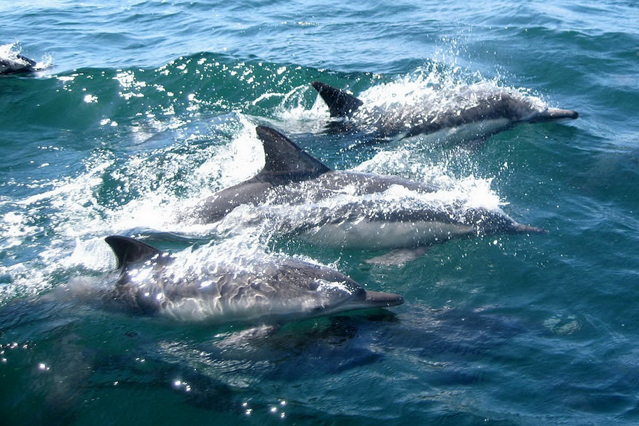 dolphins, swimming, water-327051.jpg